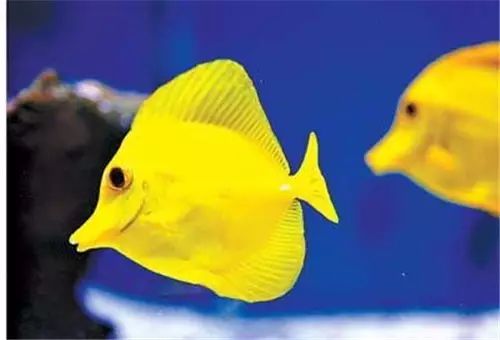 黄金吊食藻,黄金吊介绍