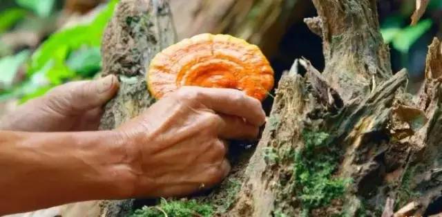 豆瓣评分8.4分，感动上亿中国观众，这部中草药版的《舌尖上的中国》，告诉你灵芝孢子粉的故事