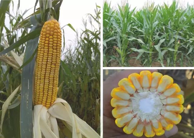 2019年农业部推广的玉米新品种,2022年国家审定的玉米新品种