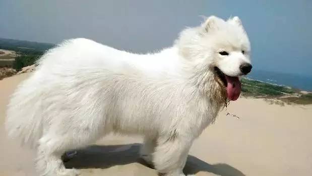 宠物知识教学,萨摩耶同父母可以繁殖吗