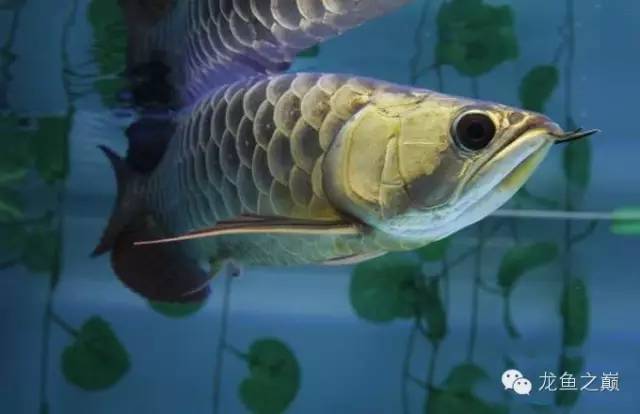 龙鱼驯食的视频,龙鱼怎样训食