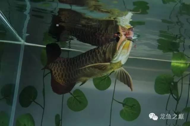 龙鱼饲料训练,龙鱼喂养视频无解说