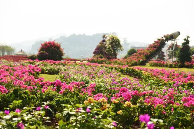 推荐丨你错过的繁花，在这个初秋黄姚花海全还给你！