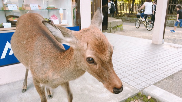 璞嗙摚鏃ヨ鍥炲鎸囧崡,璞嗙摚鏃呮父鏃ヨ