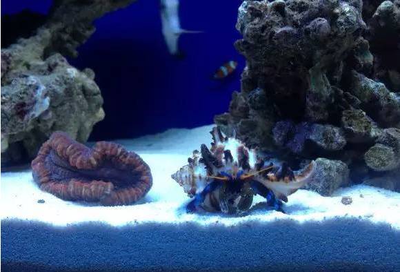 新手打理鱼缸,帮忙修理好鱼缸游戏