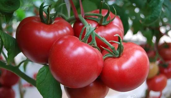 种子涨价预期,种子价格和成品市场价有没有关系