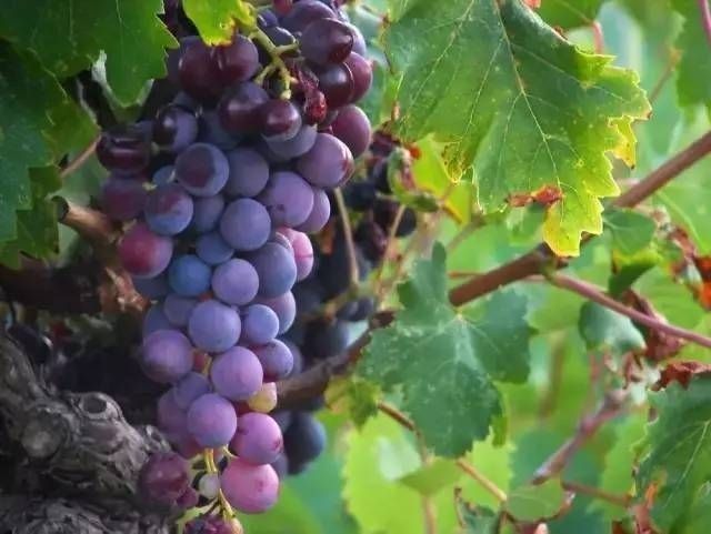 芜湖农家乐休闲度假,芜湖周边农家乐一日游推荐