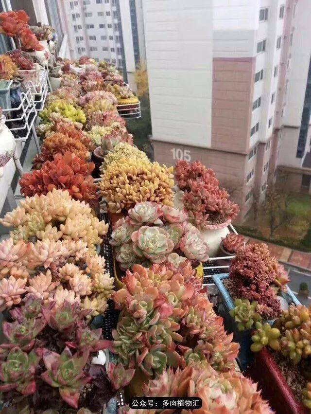 只有见过韩国肉友的阳台,才知道什么叫做物尽其用!