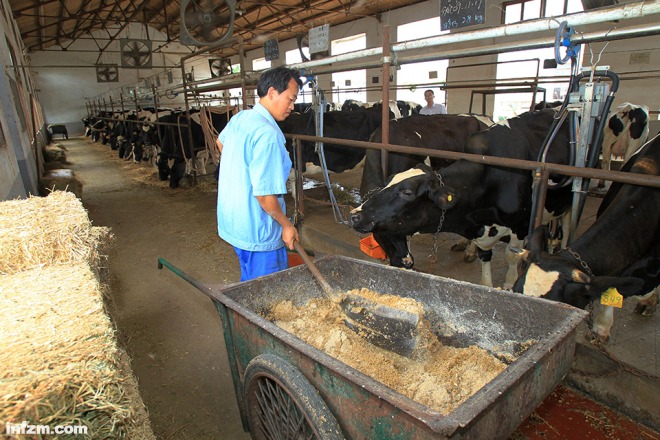 国产奶发展历程,国产原奶最新消息