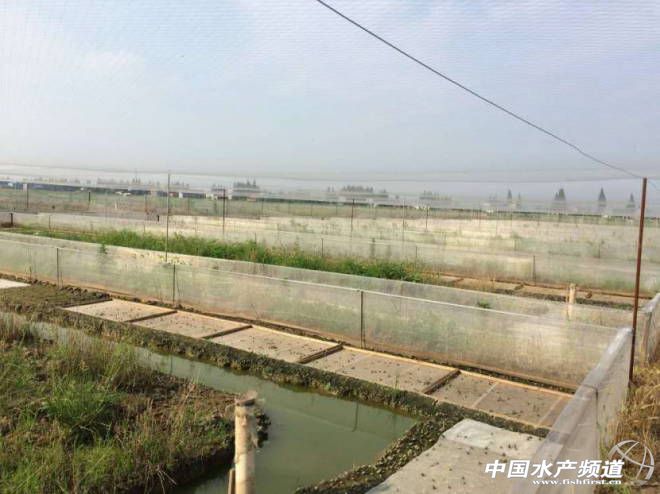 青蛙养殖一亩一年收益是多少,青蛙养殖该何去何从