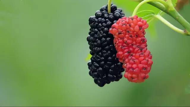 立秋常吃六种水果,立秋后多吃这八种金牌水果