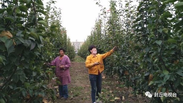 封丘潘店村：晚秋黄梨惹人醉