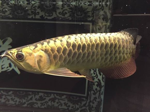 新手金龙如何饲养,金龙锁框