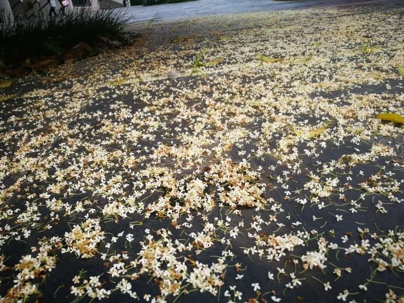 秋意浓，桂枝香（内附超萌桂花表情包,*/\*）