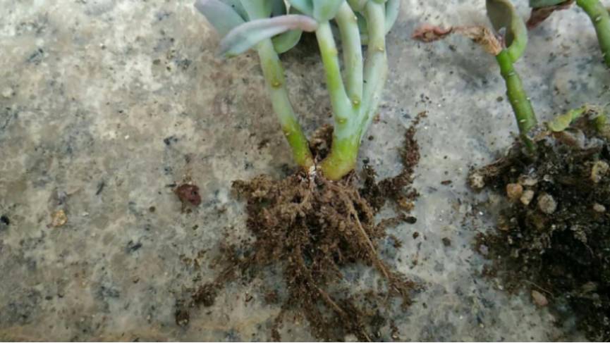 经历了天灾*祸人**的多肉，居然能靠这招拯救？