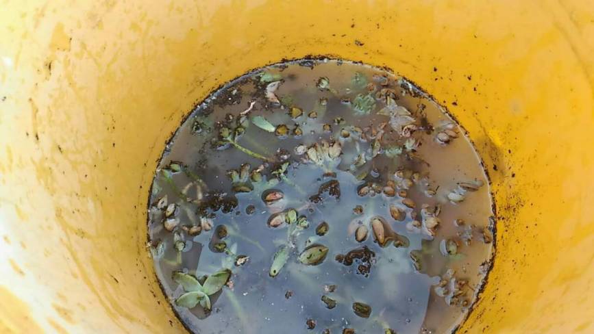 经历了天灾*祸人**的多肉，居然能靠这招拯救？