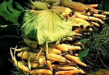 山东省淄博这个地方怎样,淄博第一个地级市