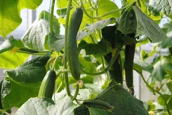 山东省淄博这个地方怎样,淄博第一个地级市