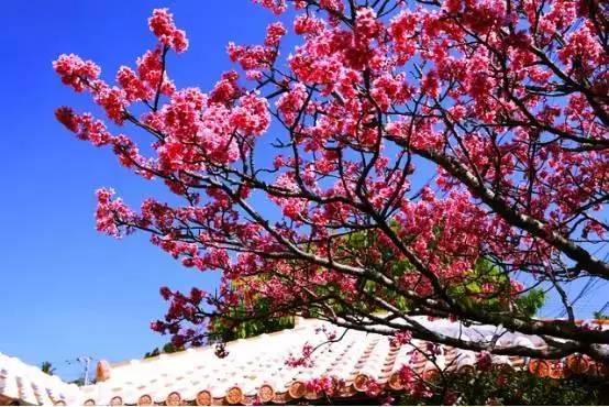 日本旅游不出门需要准备什么,日本旅游不能去的五个地方