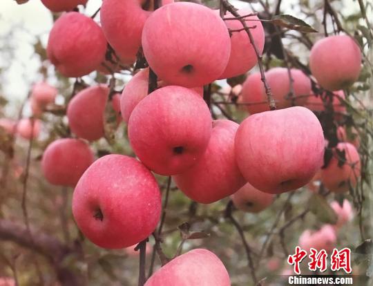 百元一枚的富岗“金苹果”是怎样种出来的？