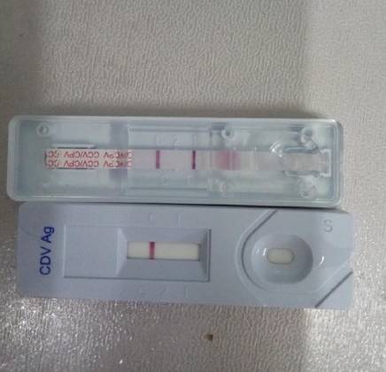 领养的狗狗患上细小，拿不出这么多治疗费，网友求助怎么办