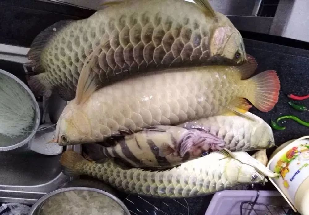 龙鱼死亡现象判断死亡原因,龙鱼全部死了有什么征兆