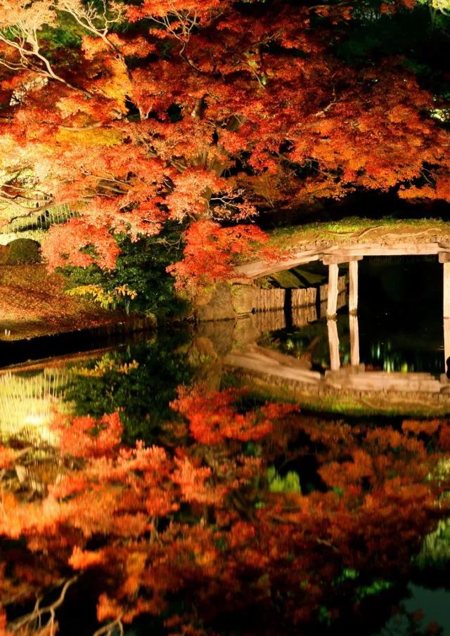 又是一年赏枫季,又是一年赏秋季