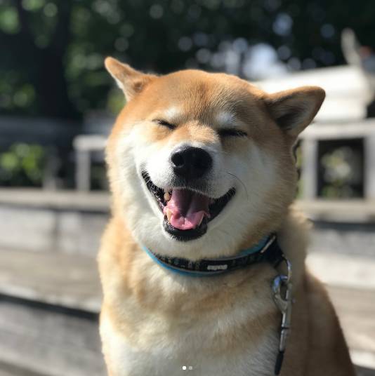 俊介犬舍推荐,俊介犬猫