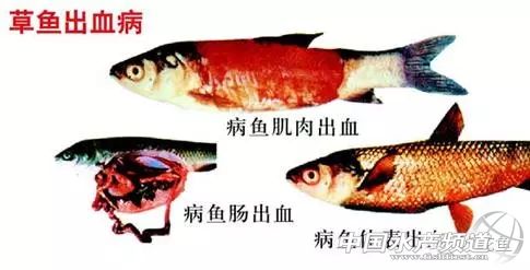 一文读懂凝血报告单,鱼类应激性出血症状及治疗方法