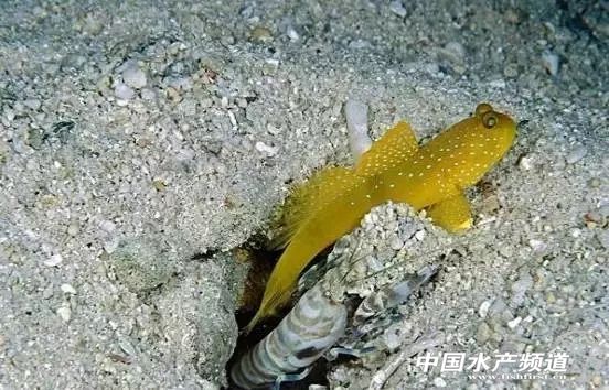 虾类有几千种，你又认识几种？