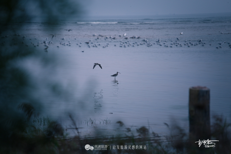 湿地观鸟自然体验,观鸟是一种宁静的心境