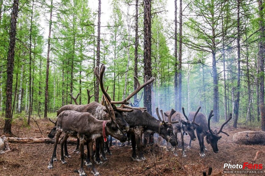 全能旅行机EOS80D探秘最后的使鹿部落