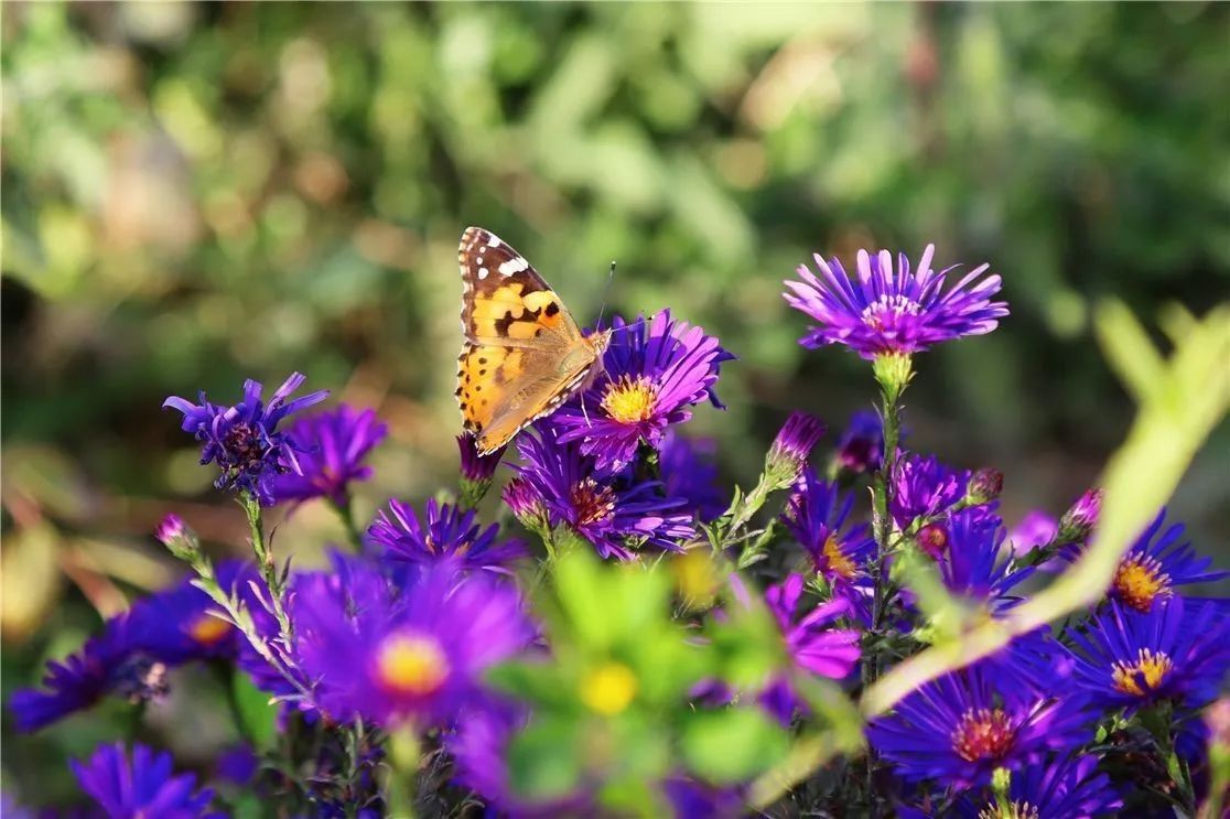秋日里，有一抹乡愁叫且末！