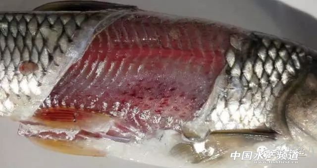 一文读懂凝血报告单,鱼类应激性出血症状及治疗方法