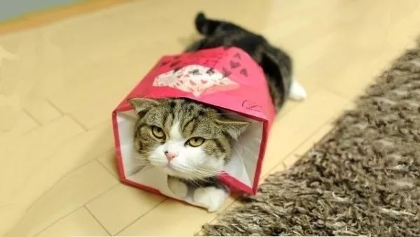 俊介犬舍推荐,俊介犬猫