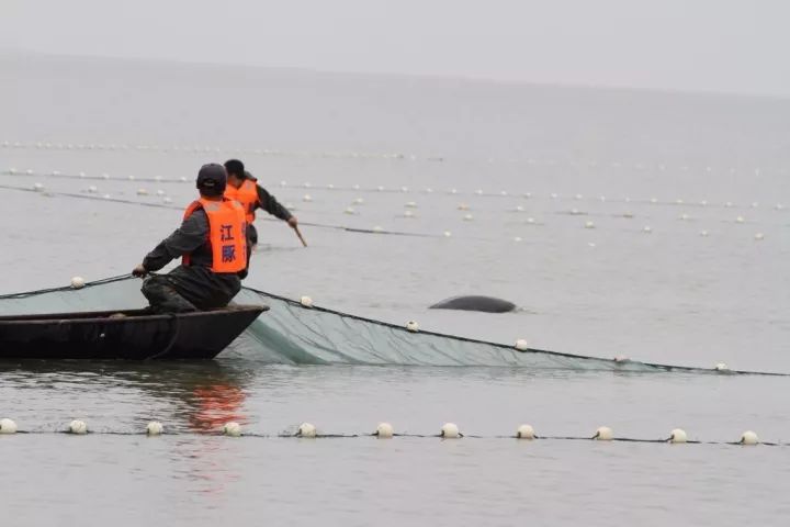 古人画的小动物,绿水青山里面的动物