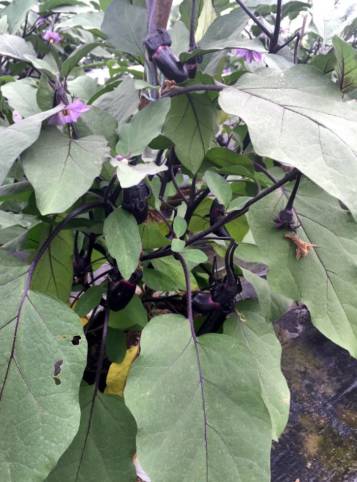 东西湖新型职业农民 (相城区新型职业农民)