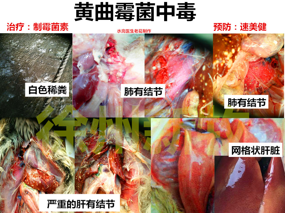 鸭黄曲霉素中毒早期症状,鸭鹅黄曲霉菌怎么治