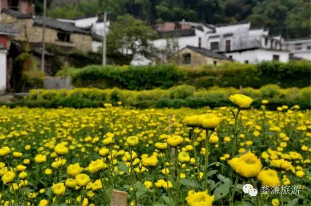 第二届婺源皇菊文化节,婺源茶文化系列活动