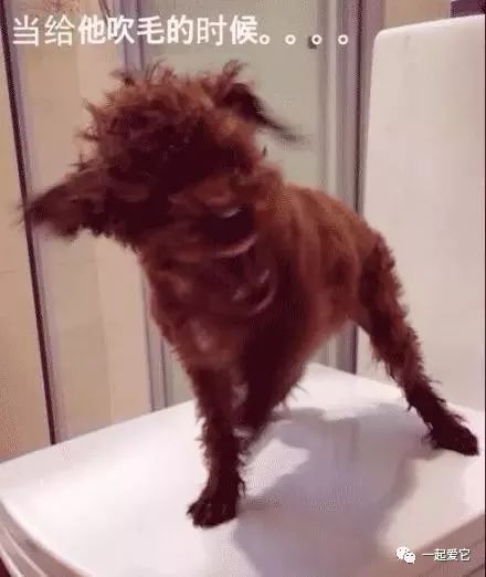 宠物小知识为什么狗狗喜欢埋东西,狗狗洗澡后不让吹毛怎么办
