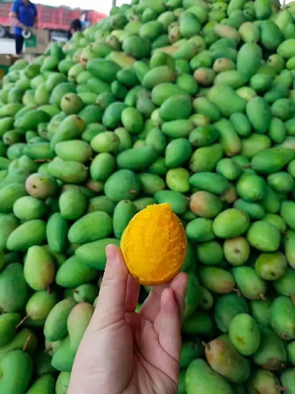 果园免费试吃,果园免费试吃大全