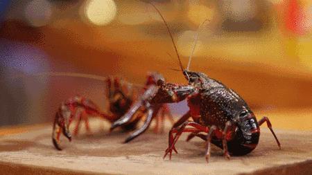 教你学做小龙虾,教做小龙虾美食视频