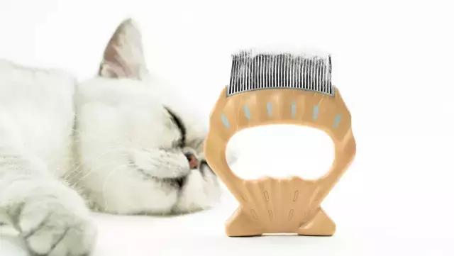 最好用的猫咪梳毛神器,贝壳梳猫咪推荐