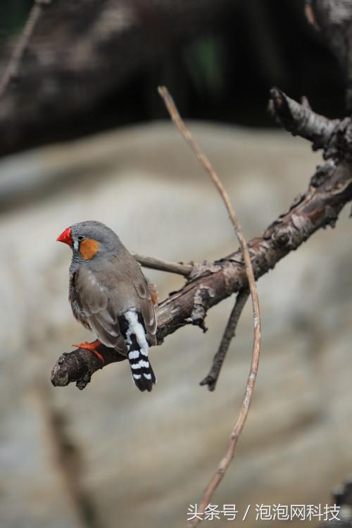 佳能6dmark2的标准参数,入门全画幅佳能6d