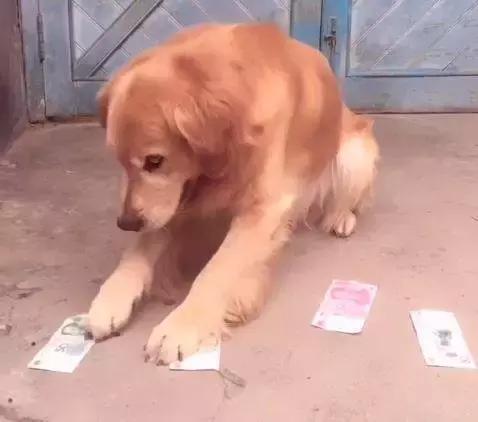 金毛犬的智商有多高,金毛犬智商有多高