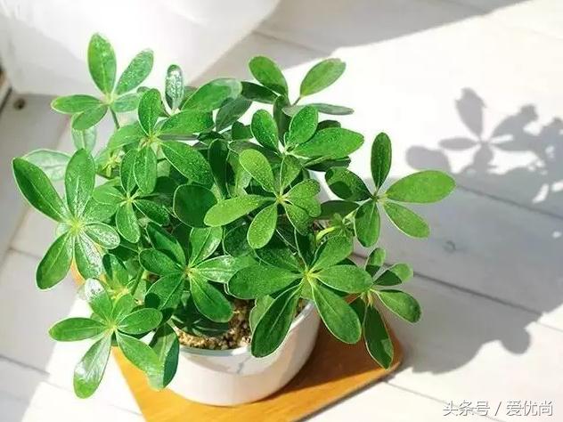 鸭脚木蔫了掉叶子怎么回事,鸭掌木枯枝怎么养