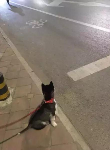 网购时商家送了个小面膜,没想这么小,给猫试了下,结果……