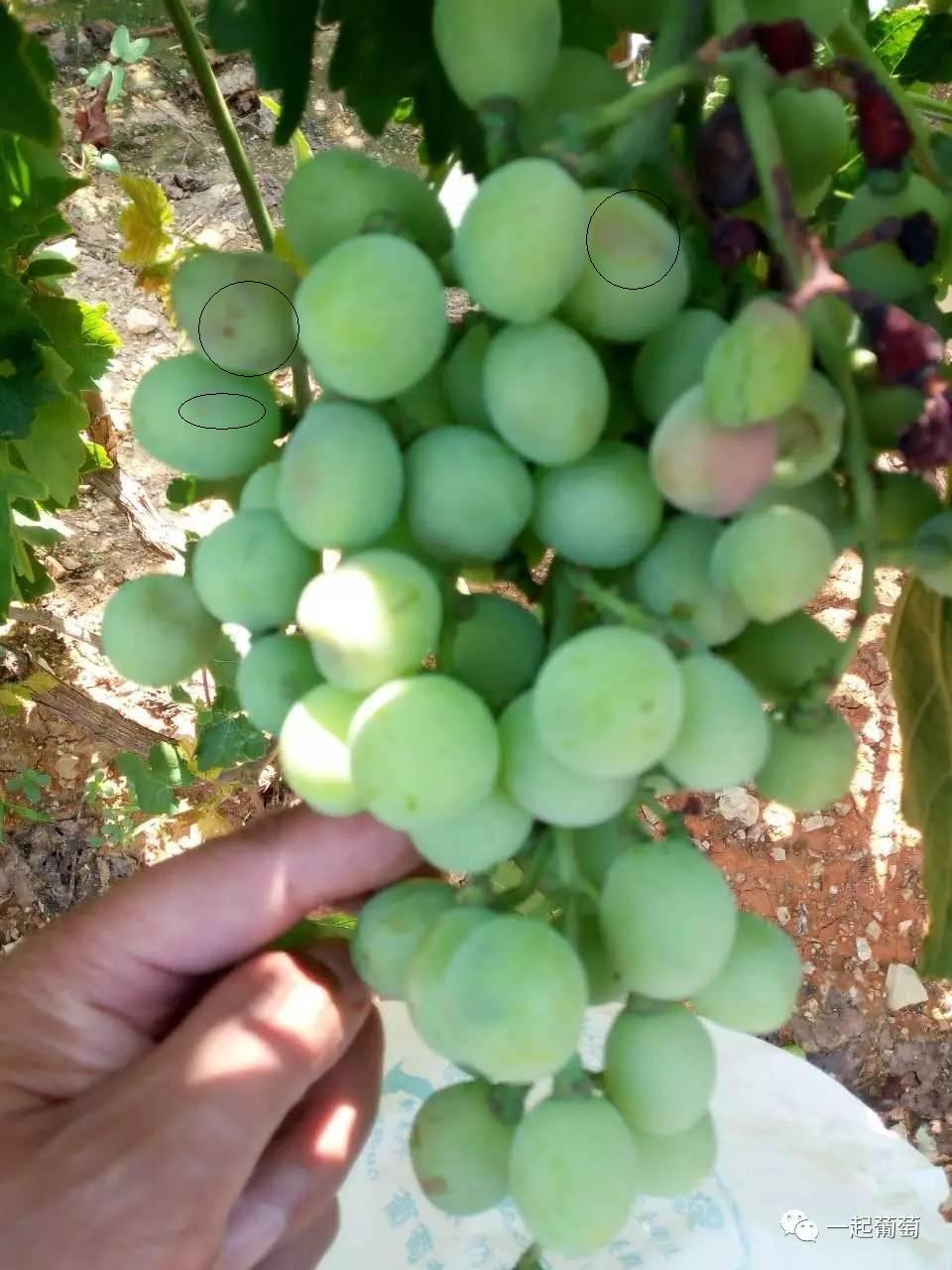 葡萄霜霉病的发生和防治,葡萄霜霉病严重发生怎么治疗