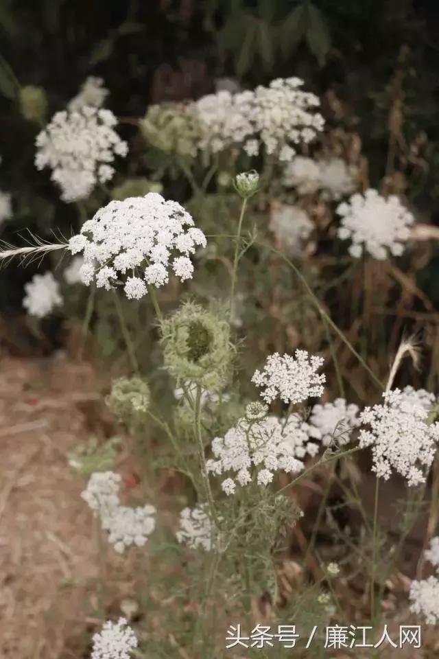 我来自廉江农村，你愿意跟我结婚吗？