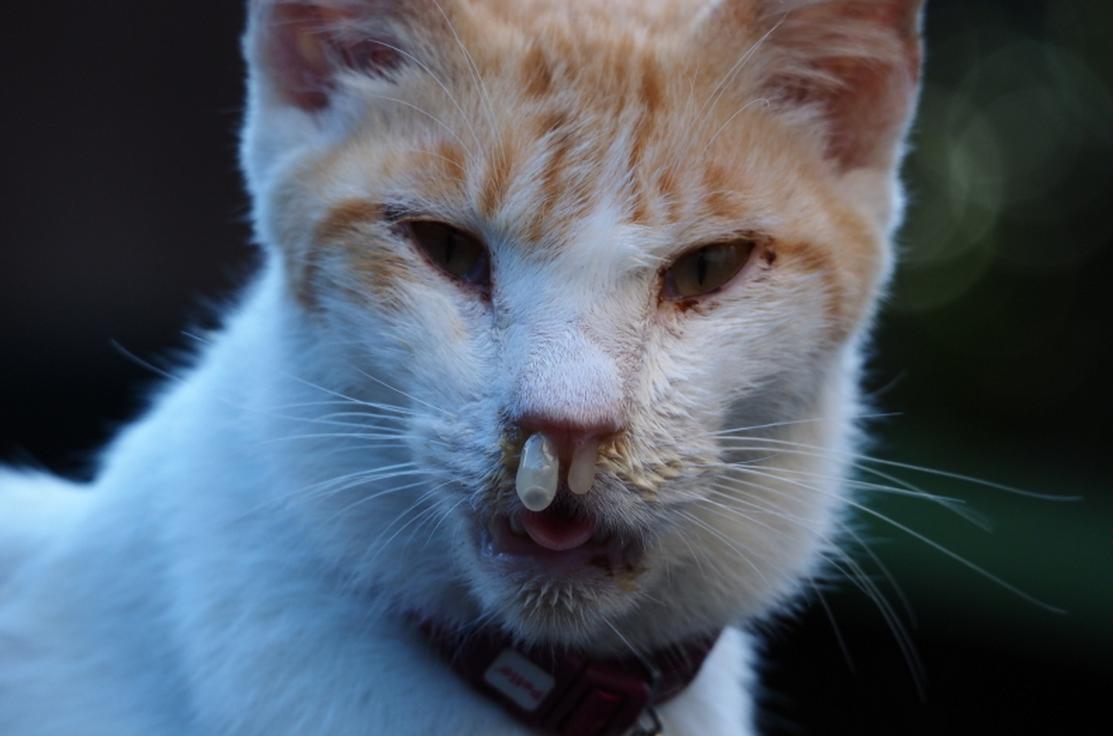 一只全方位无死角美颜的喵,和一只360度无死角的丑猫,对比伤害有多大——简直没眼看了